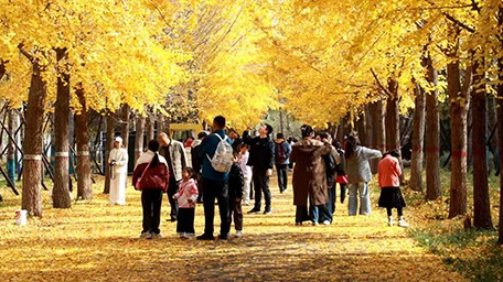 河北經(jīng)貿(mào)大學(xué)：金秋銀杏節(jié)打造多元育人新場(chǎng)域