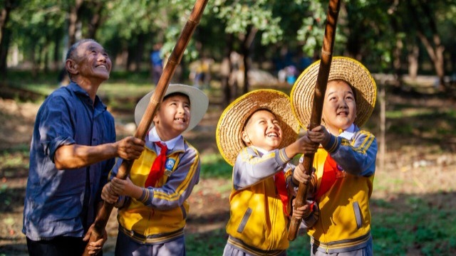 打棗拾棗悟“棗樹(shù)精神”
