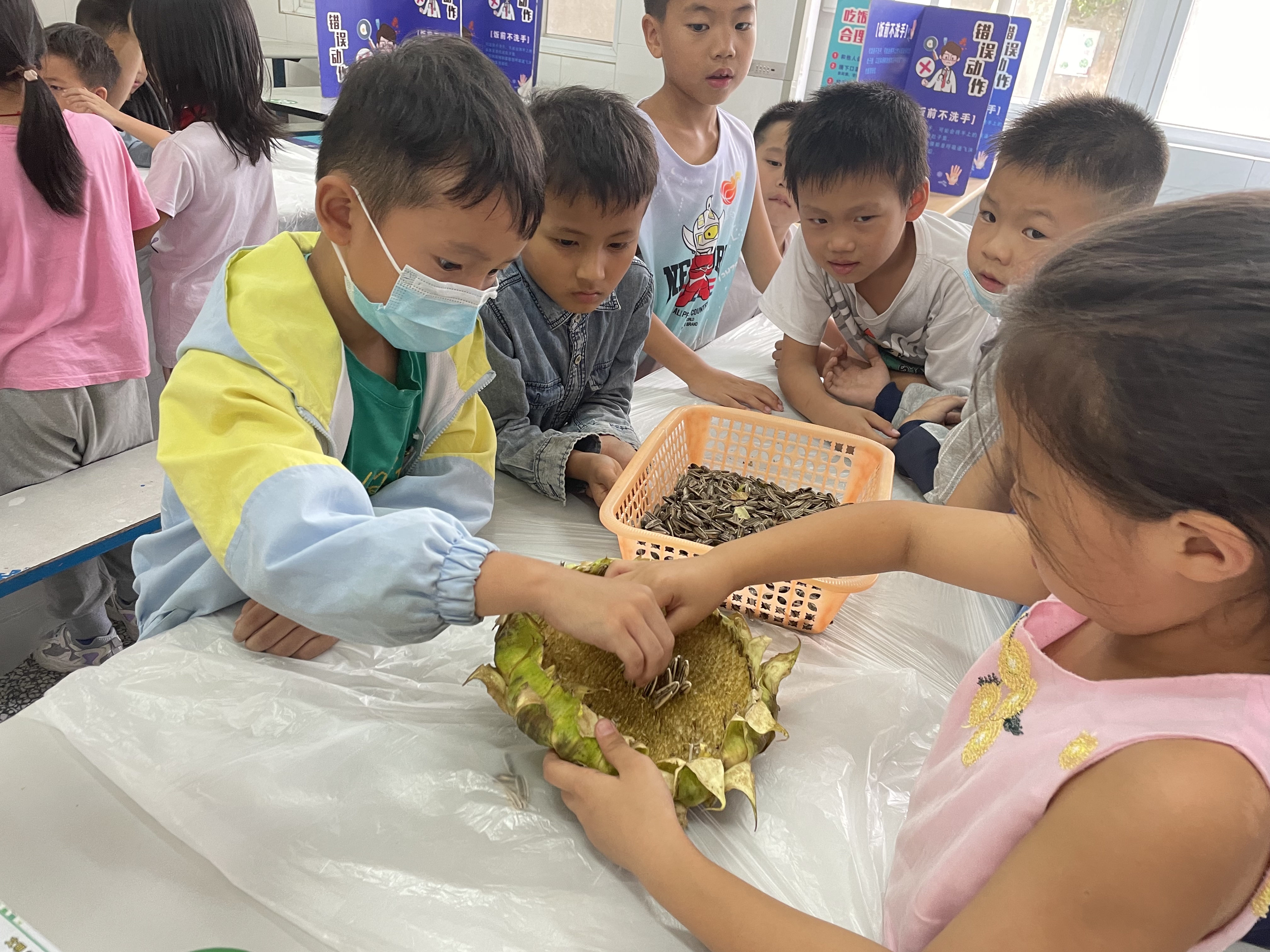 學(xué)生在體驗“葵中扒籽” 學(xué)校供圖.JPG