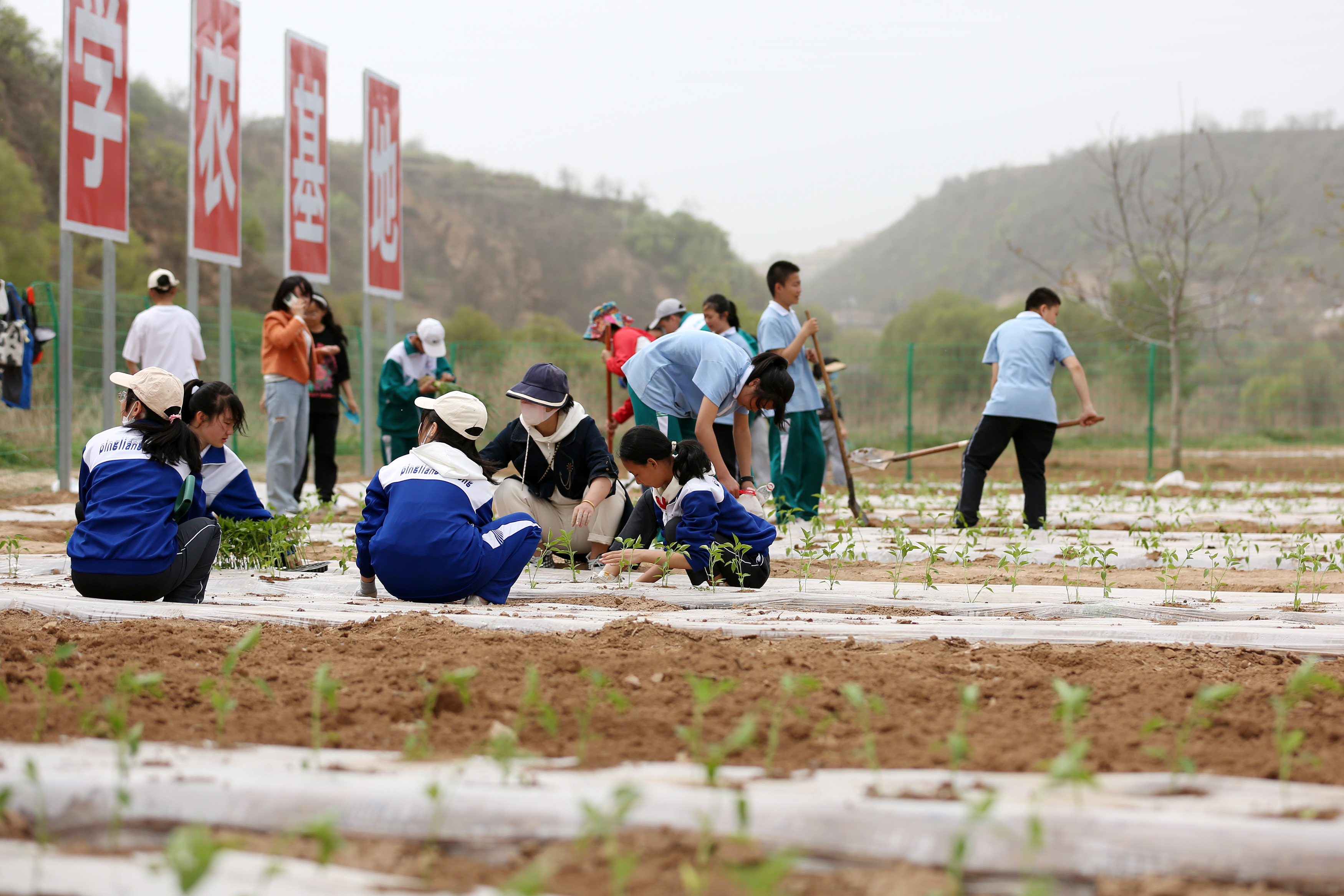 04——4月27日，在甘肅省平?jīng)鍪械谒闹袑W(xué)行知園學(xué)農(nóng)基地里，學(xué)生們?cè)诜N植辣椒苗。.JPG