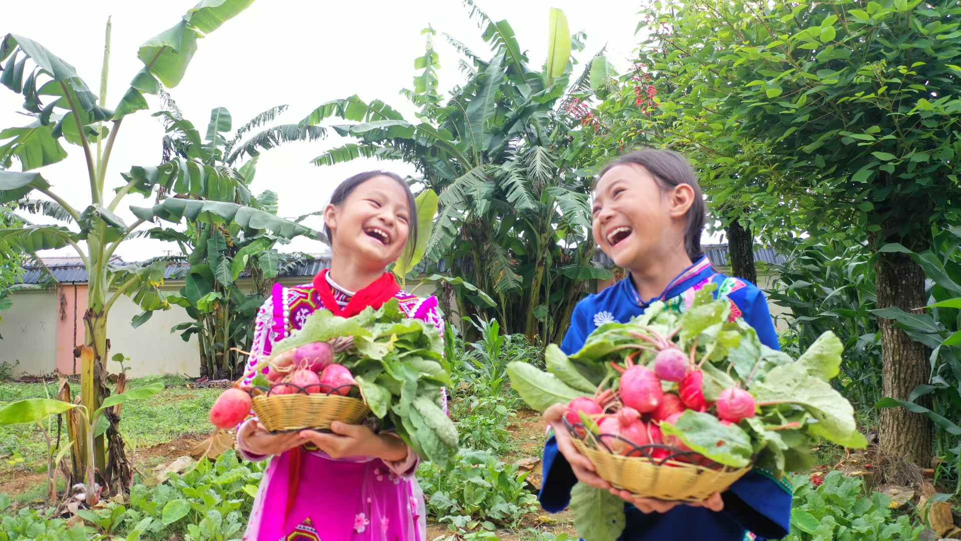 馬關(guān)縣小壩子鎮(zhèn)金竹棚小學(xué)學(xué)生收獲紅蘿卜。楊志軍  攝   1.jpg