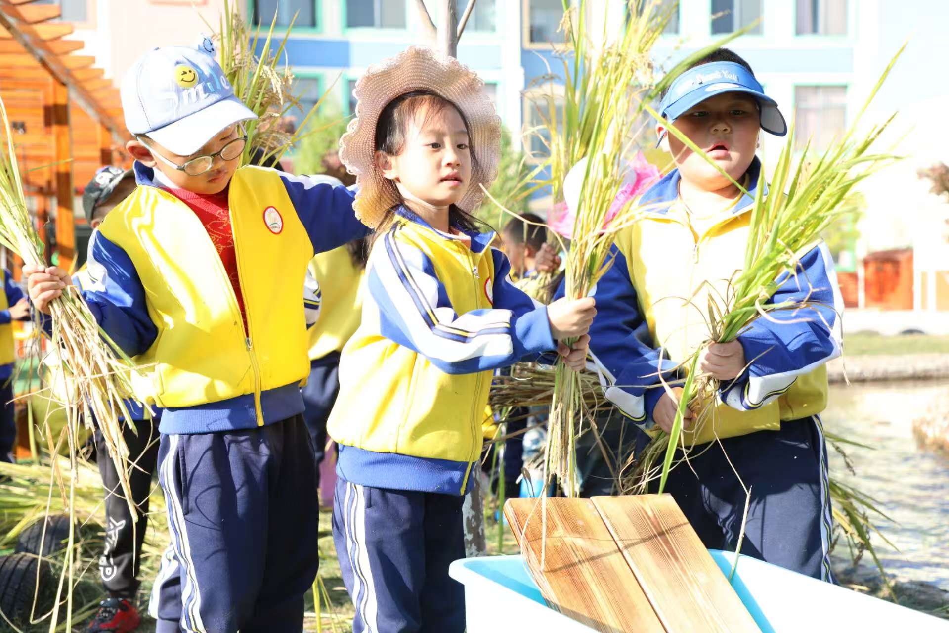 在沾益區(qū)第二幼兒園里孩子們收稻體驗  張樸仙拍攝.jpg