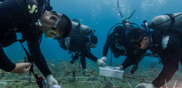 海南大學(xué)科研團(tuán)隊(duì)在三亞海底進(jìn)行珊瑚種植。（學(xué)校供圖）.png